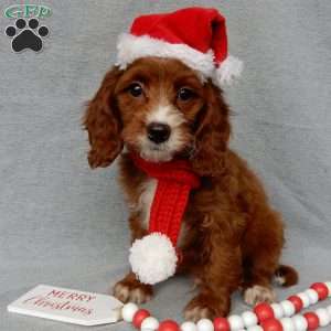 Scout, Cavapoo Puppy